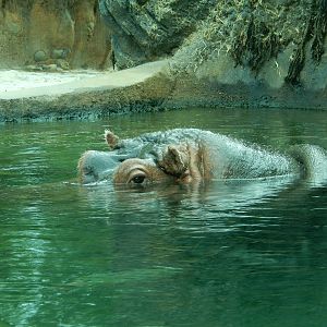 8/14/2016 - Nile Hippo