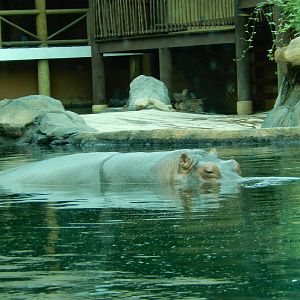 8/14/2016 - Nile Hippo