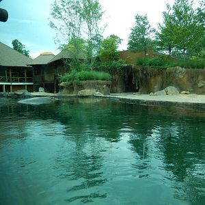 8/14/2016 - Nile Hippo Habitat