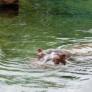 8/14/2016 - Nile Hippo