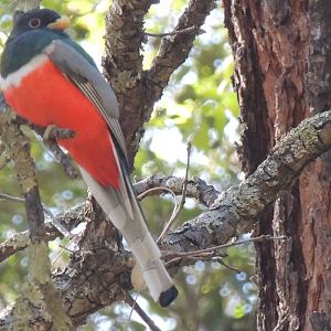 elegant trogon