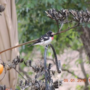 rose breasted grossbek