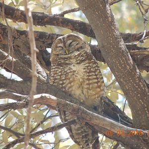 mexican spotted owl