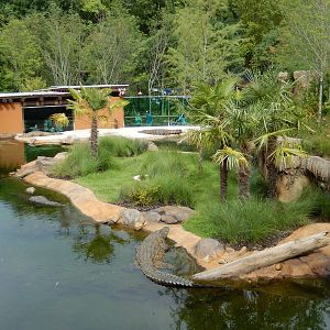 8/14/2016 - Nile Crocodile Habitat