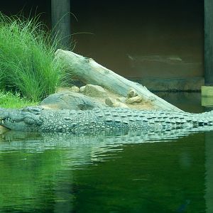 8/14/2016 - Nile Crocodile