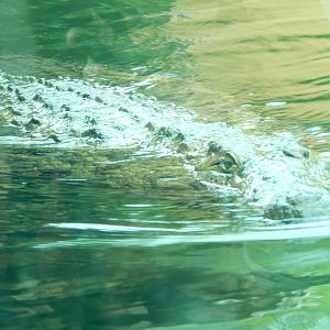 8/14/2016 - Nile Crocodile