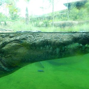 8/14/2016 - Nile Croc Underwater