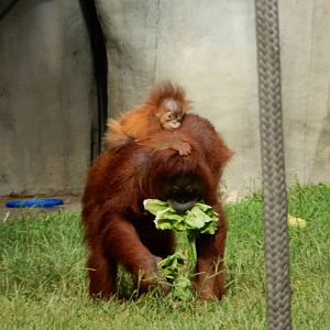 8/14/2016 - Orangutan Mom and Baby