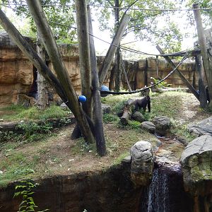 8/14/2016 - Gorilla Habitat