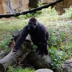 8/14/2016 - Gorilla