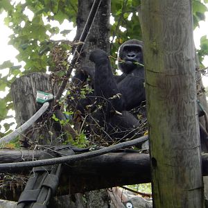8/14/2016 - Gorilla Chillin' Up High
