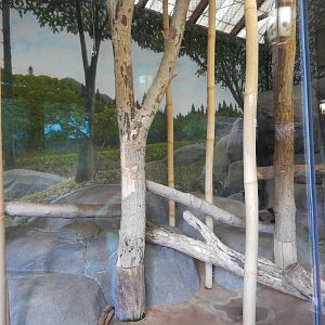 8/14/2016 - Giant Panda Indoor Room