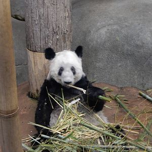 8/14/2016 - Ya Ya the Female Giant Panda