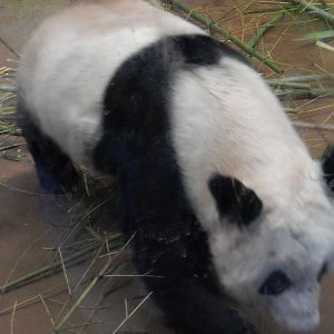 8/14/2016 - Ya Ya the Female Giant Panda