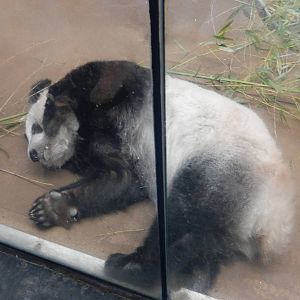 8/14/2016 - Ya Ya the Female Giant Panda