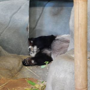 8/14/2016 - Le Le the Male Giant Panda