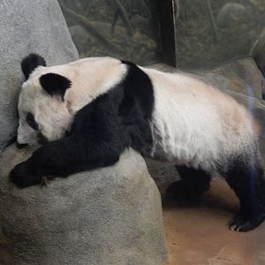 8/14/2016 - Ya Ya the Female Giant Panda