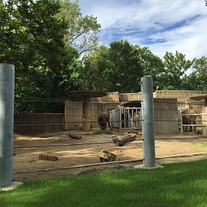 8/14/2016 - First African Elephant Paddock