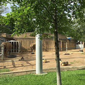 8/14/2016 - Second African Elephant Paddock