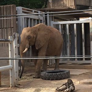 8/14/2016 - African Elephant