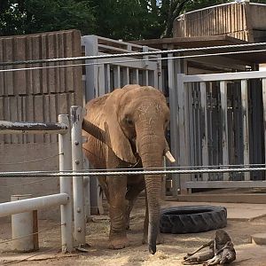 8/14/2016 - African Elephant