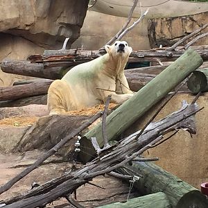 8/14/2016 - Polar Bear