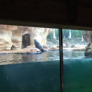 8/14/2016 - California Sea Lion Underwater Viewing Area