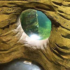 8/14/2016 - Sea Lion Underwater Viewing Bubble