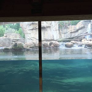 8/14/2016 - Polar Bear Underwater Viewing Area