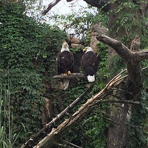 8/14/2016 - Bald Eagles