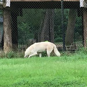 8/14/2016 - Gray Wolf