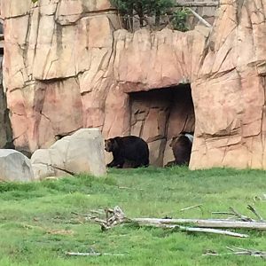 8/14/2016 - Grizzly Bears