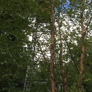 8/14/2016 - Fire Lookout Tower Replica