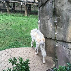 8/14/2016 - Gray Wolf