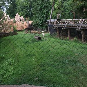 8/14/2016 - Gray Wolf Habitat