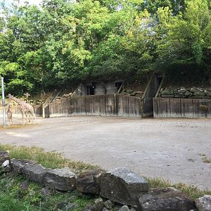 8/14/2016 - Giraffe Exhibit
