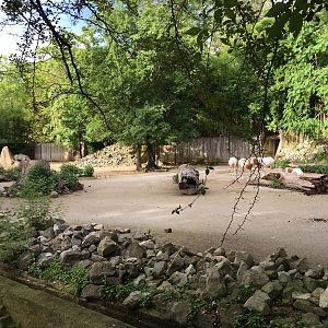 8/14/2016 - Zebra & Scimitar-horned Oryx Exhibit