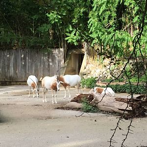 8/14/2016 - Scimitar-horned Oryx