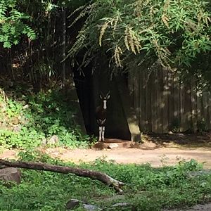 8/14/2016 - Bontebok