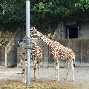 8/14/2016 - Giraffes