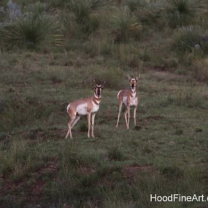 Chihuahuan pronghorn