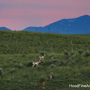 Pronghorn at twilight
