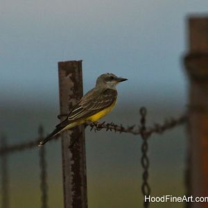 Western kingbird at dusk