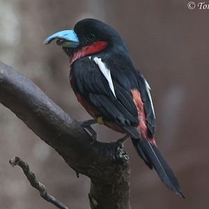 Black-and-red Broadbill (Cymbirhynchus macrorhynchos), August 2016