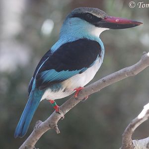 Blue-breasted Kingfisher (Halcyon malimbica), August 2016