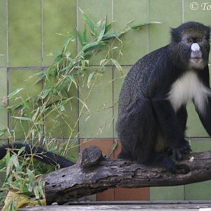 The last surviving in Europe Red-rumped Putty-nosed Guenon (Cercopithecus n