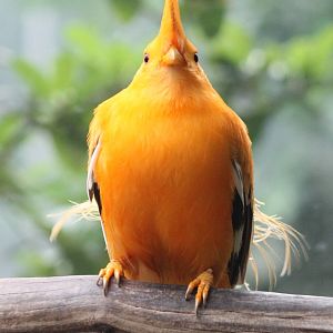 Guianan cock of the rock
