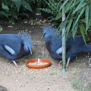Victoria crowned pigeons