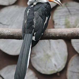 Von der Decken hornbill