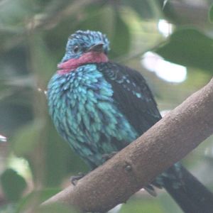 Spangled cotinga